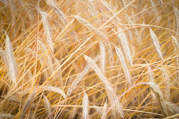 Fields of wheat at the end of summer fully ripe. natural background