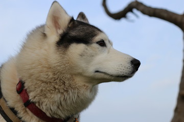 husky portrait