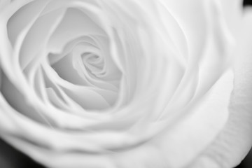 Monochrome white rose background texture 