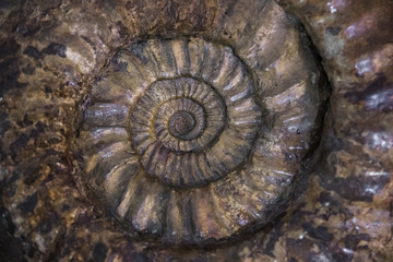 fossilized extinct ammonite at shallow depth of field