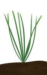 Green grass isolated. vector illustration