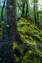 moss and trees in the forest