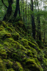 moss in the forest along the old ghost road
