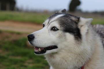 chien husky