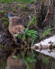 Beaver, Castor fiber, collects food, reeds, on land and is on its way down to the calm water. It...