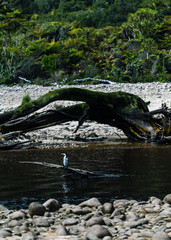 bird perching on a tree trunk in the river