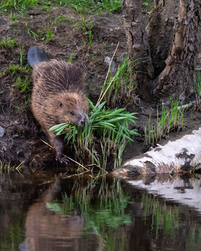 Beaver, Castor Fiber, Collects Food, Reeds, On Land And Is On Its Way Down To The Calm Water. It Has Brown Fur. The Tail Is Hairless And Flat. 