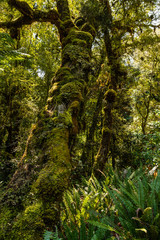 Fototapeta premium trees in the kahurangi national park forest new zealand