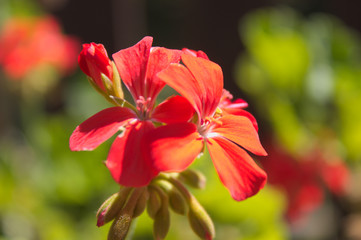 red hibiscus flower
