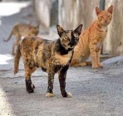 Katzen in einer Gasse von Mutrah