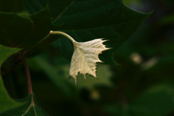 flower in bloom