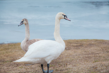 Obraz premium flock of white swans on the lake. beautiful fabulous birds.