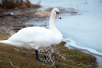 flock of white swans on the lake. beautiful fabulous birds.