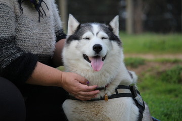 aimer son chien