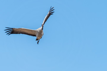 Flying crane, migratory bird, blue sky. On its way to land to find food. In the spring, They come to Sweden to breed. Single crane, isolated and blue sky background with copy space, lettering.