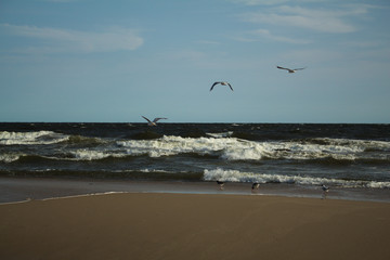 Birds