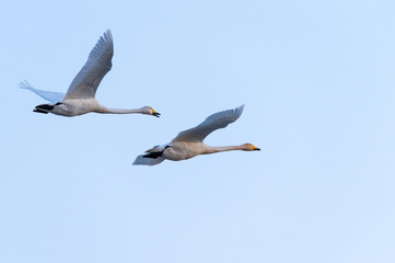 Flying swans, migratory birds, blue sky background. The birds return to their breeding sites in Sweden. Flying in a stretch  in the evening. Copy space, with place for lettering, text.