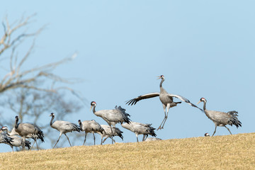 Dancing and jumping cranes, migratory birds, in the meadow at Hornborgasjön. In the spring, the migratory birds come to Sweden to breed. Blue sky background with copy space.