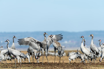 Dancing and jumping cranes, migratory birds, in the meadow at Hornborgasjön. In the spring, the migratory birds come to Sweden to breed. Blue sky background with copy space.