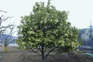 Japanese star anise is an evergreen tree with pale yellow flowers in spring, but is a toxic plant that contains anisatin in its seeds.