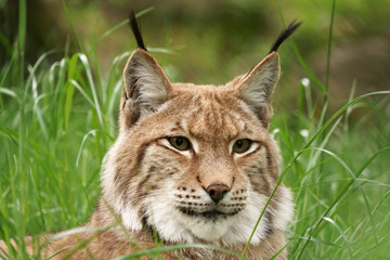 Naklejka na ściany i meble Portrait close-up of a lynx.