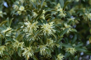 Japanese star anise is an evergreen tree with pale yellow flowers in spring, but is a toxic plant that contains anisatin in its seeds.