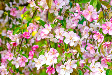 Spring Cherry blossoms in full bloom.