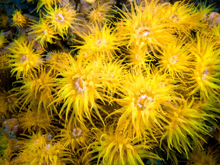 Yellow Sun Coral (Tubastrea aurea)