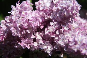 Obraz premium branch of lilac
