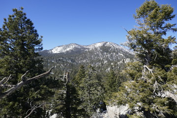Snow landscapes in Mount Jacinto National Park