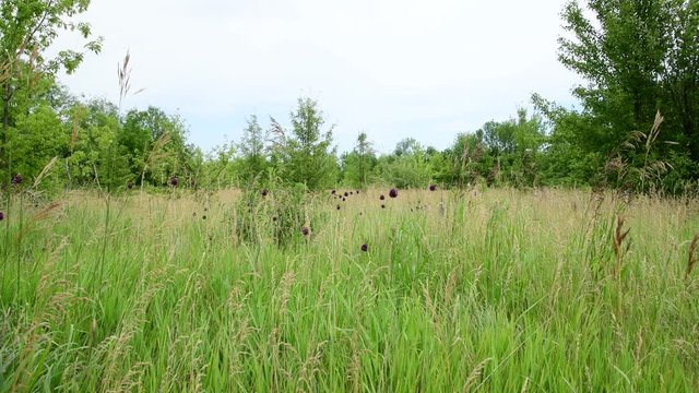 The Beautiful wild summer meadow in Russia