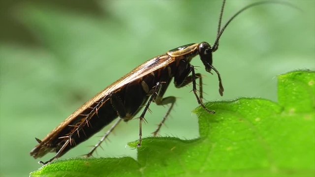 Waldschabe, Pleusschaben (Ectobiinae)