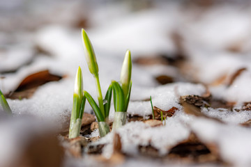 Snowdrop flowers (Galanthus nivalis) close-up. Under a layer of snow. Soft focus.