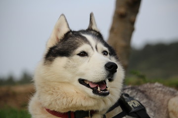 chien husky