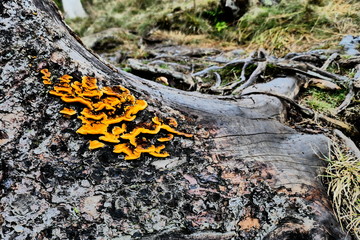 Pilz am Baumstamm Impressiv