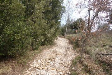 Fototapeta premium Bosco