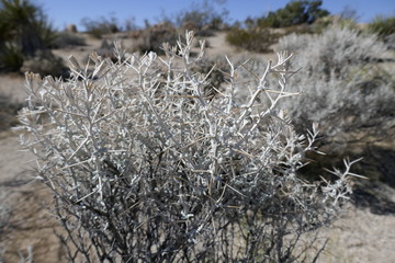 cotton bush in desert