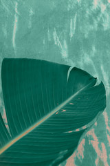 Detail of banana leaves in aqua menthe tones
