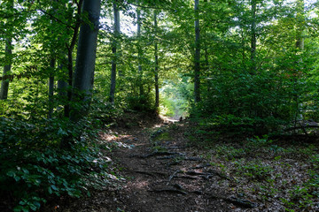 Fototapeta premium footpath in the woods