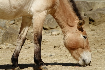 Fototapeta premium ウマ