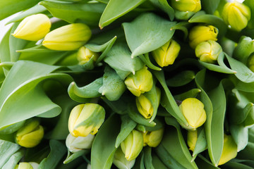 Beautiful yellow tulips, spring flowers floriculture. Selective focus