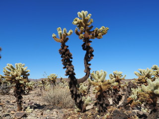 La Cholla cactus garden in Joshua Tree National Park