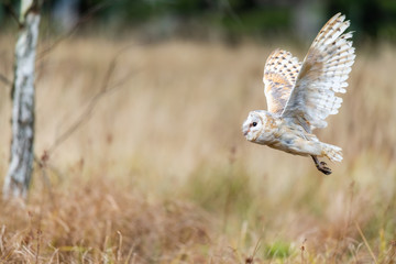 Barn Owl (Tieto Alba) in flight
