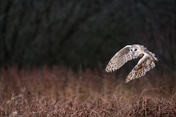 Fototapeta premium Barn Owl (Tieto Alba) in flight