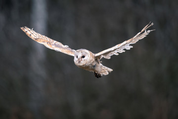 Barn Owl (Tieto Alba) in flight