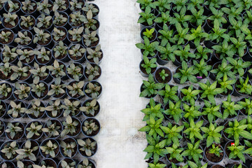 Growing seedlings in peat pots. Plants in a greenhouse, gardening and growing decorative plants, top view