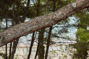Fallen conifer trunk. Park by the sea