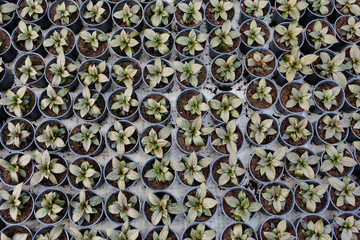 Growing seedlings in peat pots. Plants in a greenhouse, gardening and growing decorative plants,...