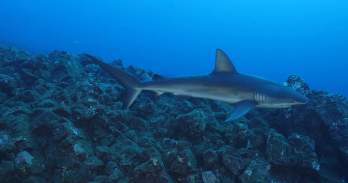 Galapagos and silvertip sharks, Revillagigedo islands, Mexico.