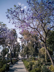 jacaranda 